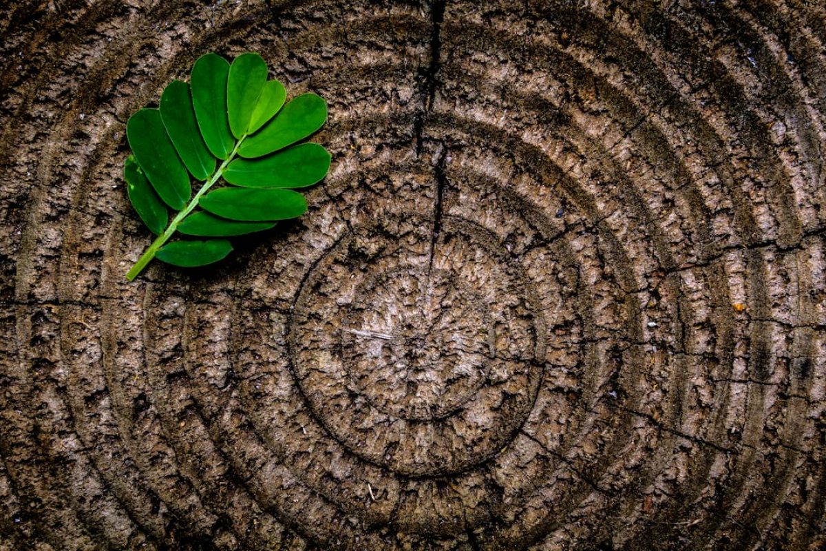 pexels-joey-kyber-31917-129743